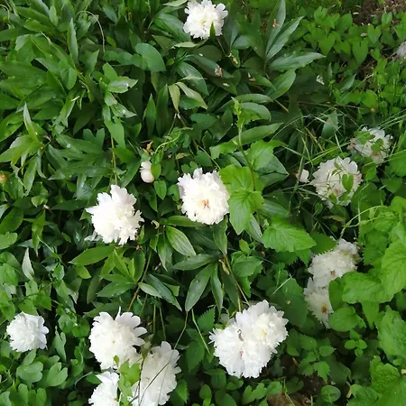 ô Jardin De * Boutancourt