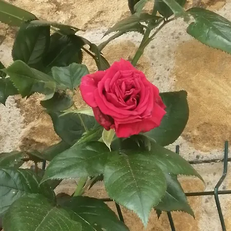 O Jardin De Holiday home Boutancourt