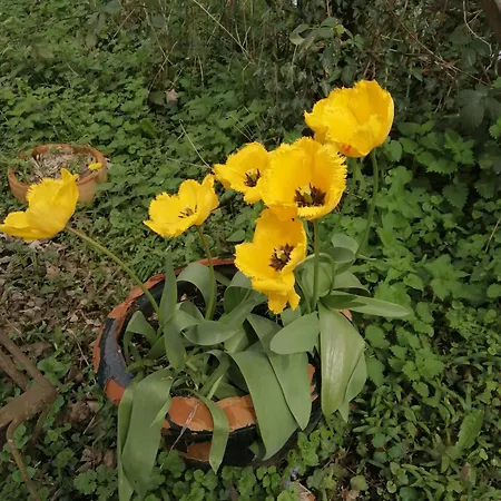 O Jardin De