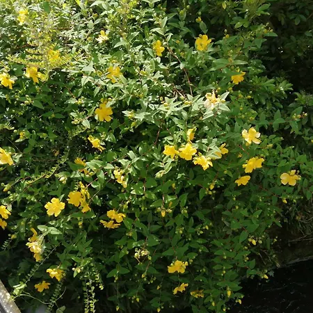 O Jardin De Boutancourt