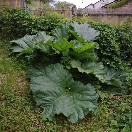 O Jardin De
